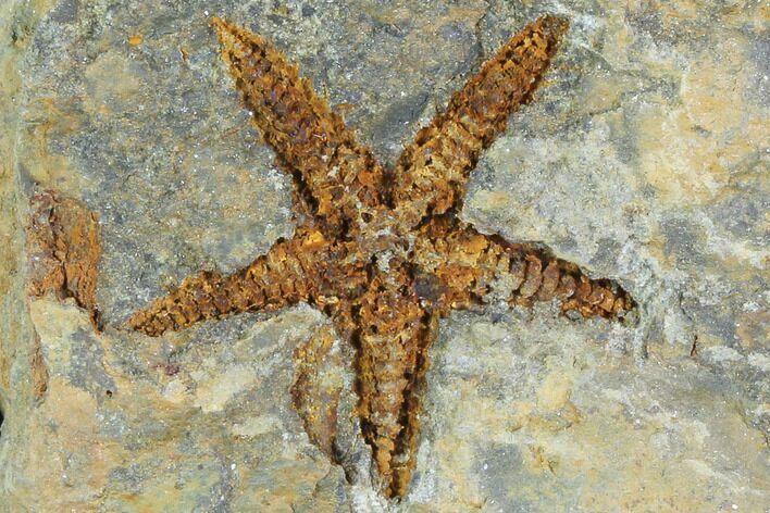 Starfish (Petraster?) Fossil Multiple Plate - Ordovician #100123
